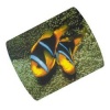 HAMA Coral Fish (рыбки)
