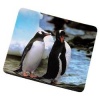 HAMA Penguins (пингвины)